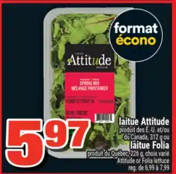 Super C laitue Attitude ou Folia offer
