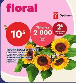 Provigo TOURNESOLS À 5 TIGES | 5 STEM SUNFLOWER offer