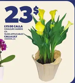 Provigo LYS DE CALLA | CALLA LILY offer