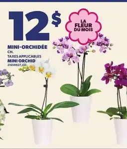 Provigo MINI-ORCHIDÉE | MINI ORCHID offer