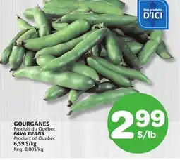 Marches Tradition FAVA BEANS offer