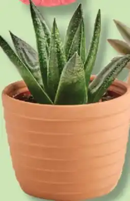 IGA CACTUS OU SUCCULENTE offer