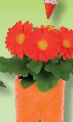 IGA Pot Soraya FLOWER POT offer
