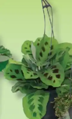IGA HANGING PLANT OR FLOWER POT offer