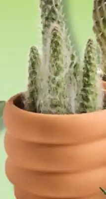 IGA CACTUS offer