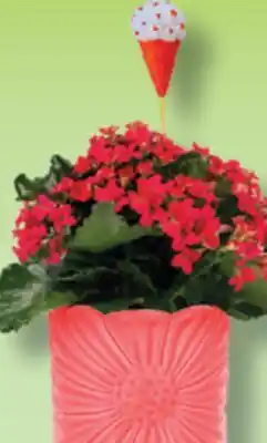IGA FLOWER POT offer