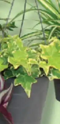 IGA HANGING PLANT offer