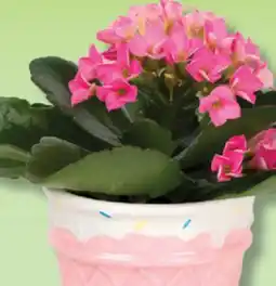 IGA KALANCHOE offer