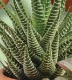 IGA LES INDISPENSABLES SUCCULENT offer