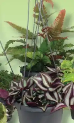 IGA HANGING PLANT offer
