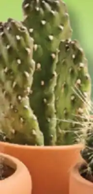 IGA LES INDISPENSABLES CACTUS offer