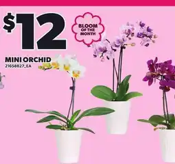 Loblaws MINI ORCHID offer