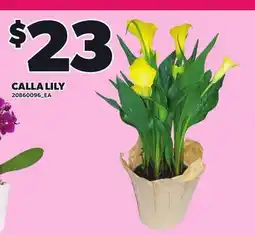 Loblaws CALLA LILY offer