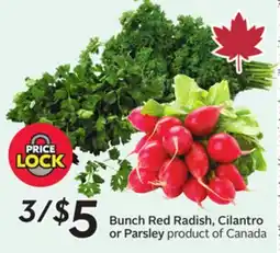 Sobeys Bunch Red Radish, Cilantro or Parsley offer