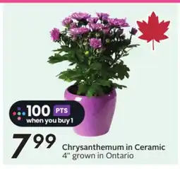 Sobeys Chrysanthemum in Ceramic offer