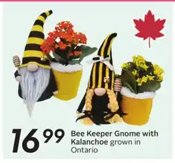 Sobeys Bee Keeper Gnome with Kalanchoe offer