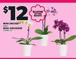 Independent Grocer MINI ORCHID offer