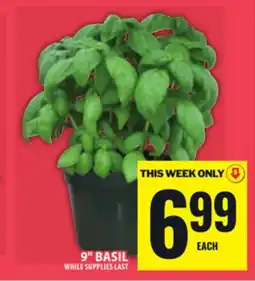 Food Basics 9 BASIL offer