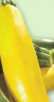 Metro GREEN OR YELLOW ZUCCHINI offer