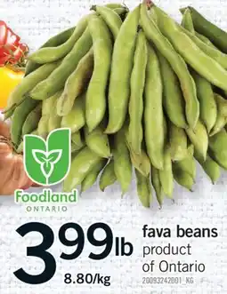 Fortinos FAVA BEANS offer