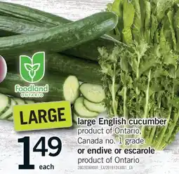 Fortinos LARGE ENGLISH CUCUMBER OR ENDIVE OR ESCAROLE offer