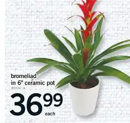Fortinos BROMELIAD IN 6 CERAMIC POT offer