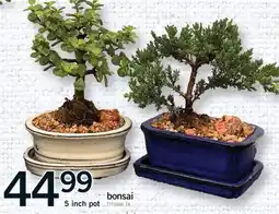 Fortinos BONSAI, 5 INCH POT offer