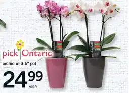 Fortinos ORCHID IN 3.5 POT offer