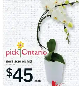 Fortinos NOVA ACRO ORCHID offer