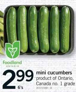 Fortinos MINI CUCUMBERS, 6's offer