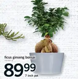 Fortinos FICUS GINSENG BONSAI, 7 inch pot offer