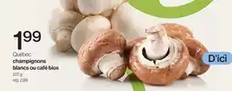 Avril Québec champignons blancs ou café bios offer