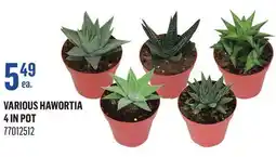 Canac Various Hawortia 4 in Pot offer