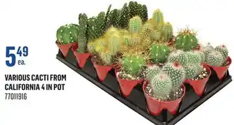 Canac Various Cacti from California 4 in Pot offer