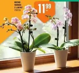 Canac Orchid Various 3 1/2 in Pot offer