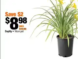 Home Depot Daylily 16cm pot offer