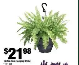 Home Depot Boston fern hanging basket 10 pot offer