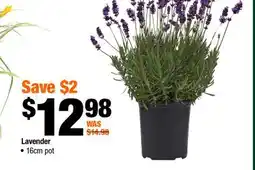 Home Depot Lavender 16cm pot offer