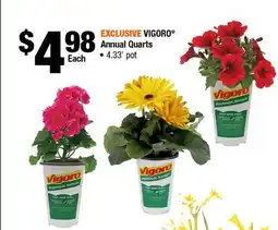 Home Depot Vigoro annual quarts 4.33' pot offer