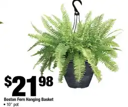 Home Depot Boston fern hanging basket offer