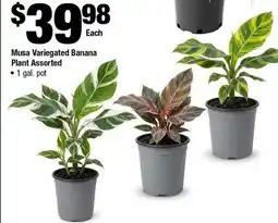 Home Depot Musa variegated banana plant assorted 1 gal pot offer