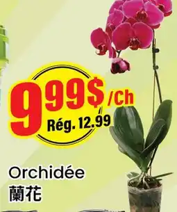 Btrust Supermarket Orchidée offer