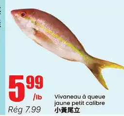 Btrust Supermarket Vivaneau à queue jaune petit calibre offer