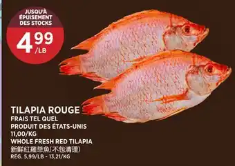 Kim Phat WHOLE FRESH RED TILAPIA offer