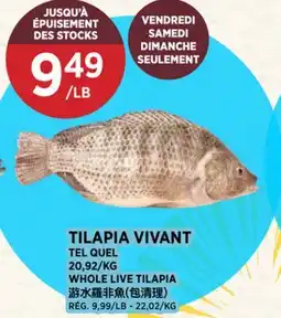Kim Phat WHOLE LIVE TILAPIA offer