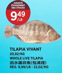 Kim Phat WHOLE LIVE TILAPIA offer
