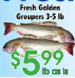 Danforth Food Market Fresh Golden Groupers offer