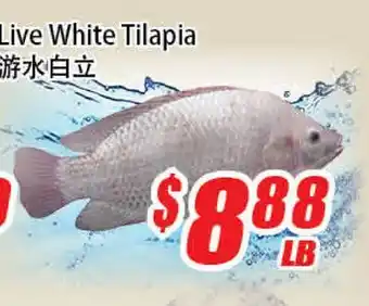 WinCo Food Mart Live White Tilapia offer