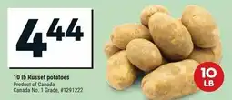 Giant Tiger Russet potatoes offer