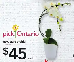 Loblaws Nova acro orchid offer